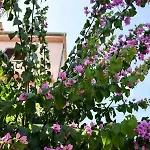 Marcela Stari Grad (Hvar)